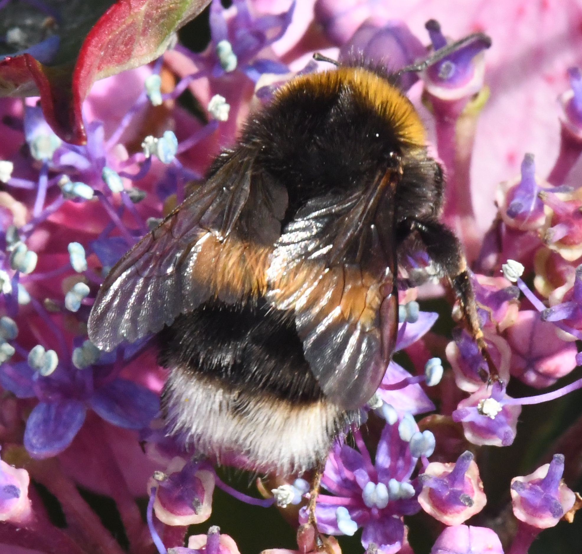 Bombus Terrestris