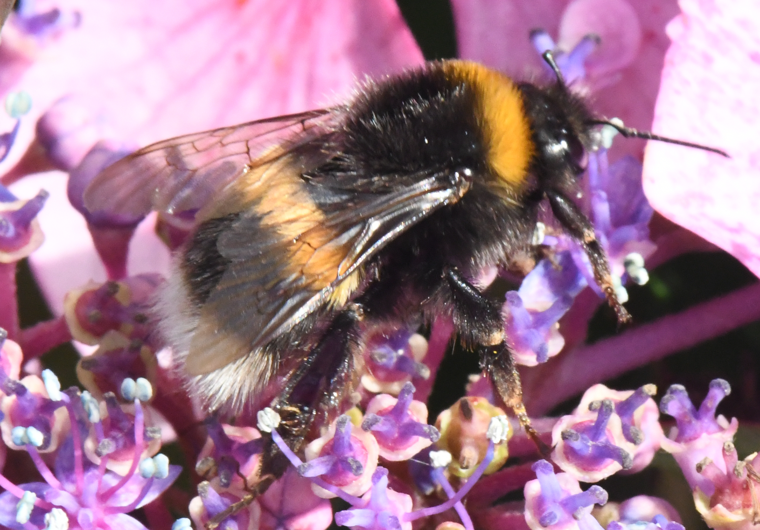 Bombus Terrestris