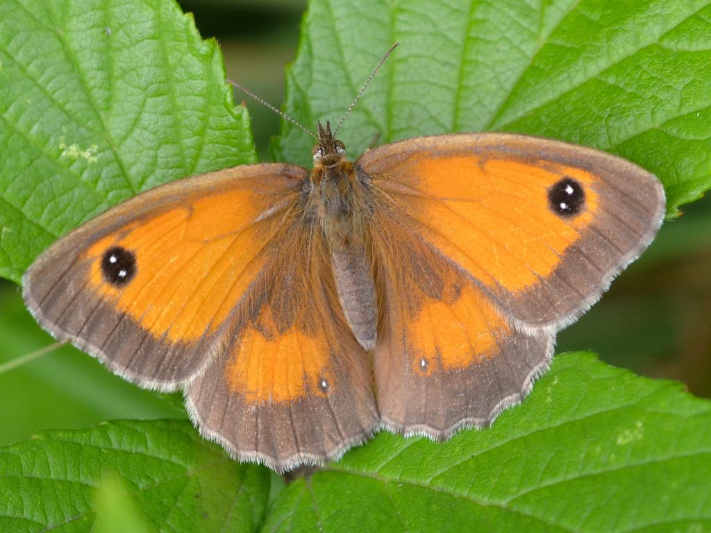 Female